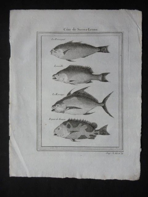 ANTIQUE ENGRAVING 19th century - FISH FROM THE COAST OF SIERRA LEONE