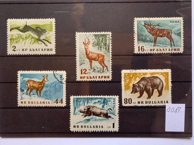 Cinghiale Nel Giorno Di Estate Della Foresta Animali Selvatici Immagine