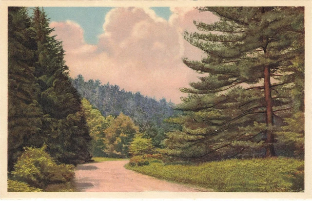 BILTMORE HOUSE APPROACH ROAD POSTCARD BILTMORE NC NORTH CAROLINA 1920s