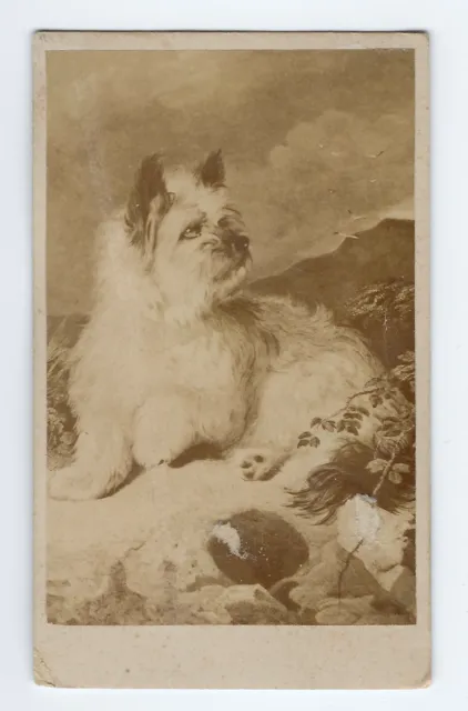 Illustration of a Yorkshire Terrier pet dog, CDV photo c. 1860s Yorkie