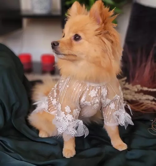 Dog Dress Elegant Lace Floral Embroidered White Spring / Small Dog Dress