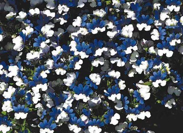 40+ Semillas De Flores Nemesia Klm Bicolores Azules Y Blancas / Anuales