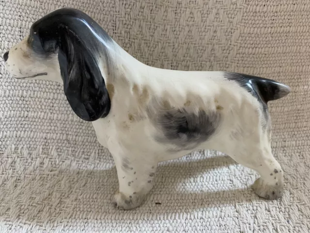 Blue Roan Cocker Spaniel