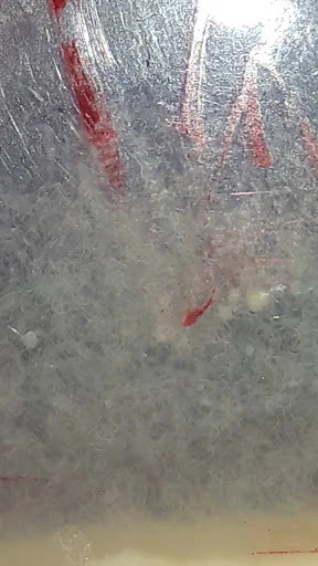 micro worm, Walter worm, Banana worm, vinegar eel live cultures 3