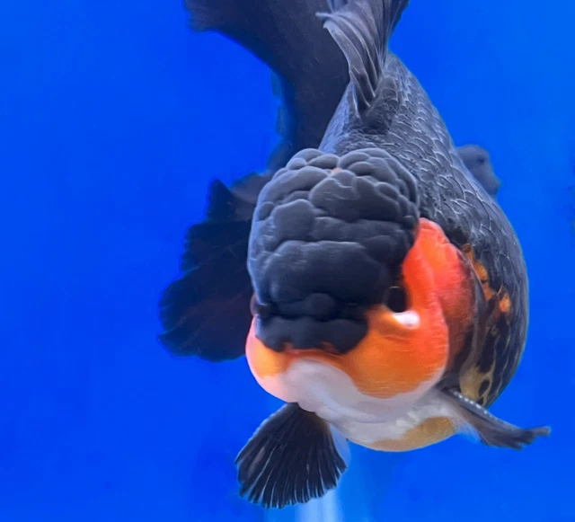 Tricolor Oranda 4 - 4.5 inches (OR-0006_01)