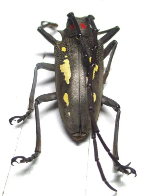 N002 PA : Cerambycidae: Batocera rubus palawanicus male 41mm*******************