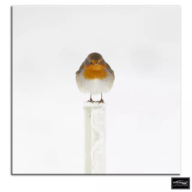 Robin Red Breast   Animals BOX FRAMED CANVAS ART Picture HDR 280gsm