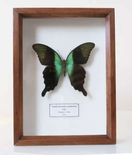 Real Green Indonesian Swallowtail Butterfly Papilio Peranthus Adamantius Framed