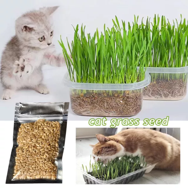 Chat Biologique Avoine Blé Orge Seigle Chat Herbe Graines Herbe Plante F