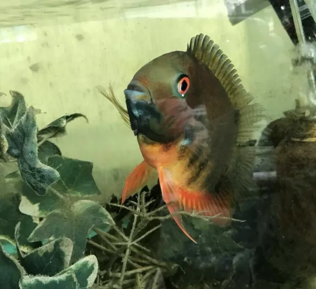 Rainbow Severum Cichlid 1.5" Unsexed 2