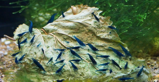 x20 Blue Dream Shrimp Freshwater young adults very nice grade + a few Babies