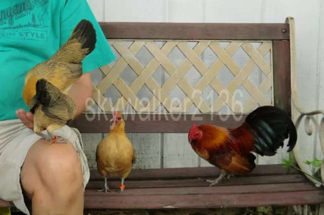 20+ Rare Variety GINGER RED Old English BANTAM chicken fertile hatching eggs