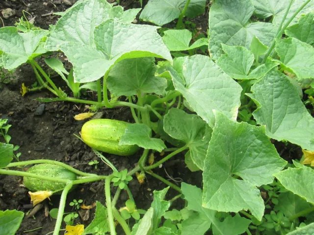 Heritage Cucumber  Boston Pickling - 25 Seeds - Organically Grown 2