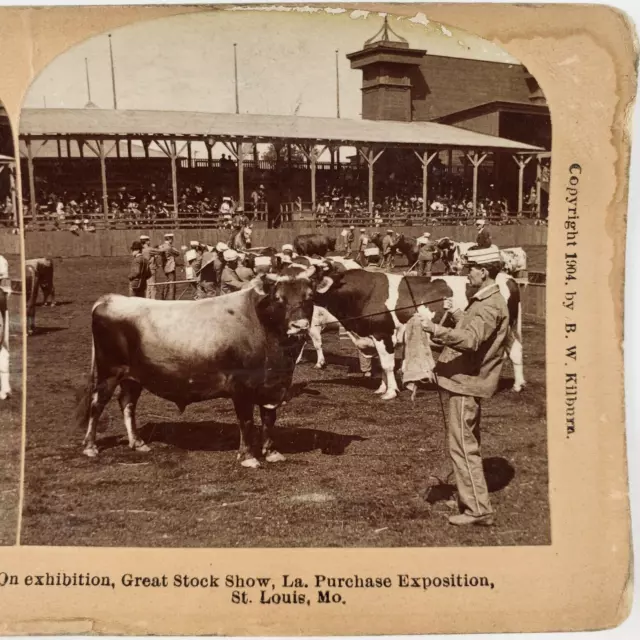 Great Stock Show Cows Stereoview c1904 St Louis Worlds Fair Exposition Card E839