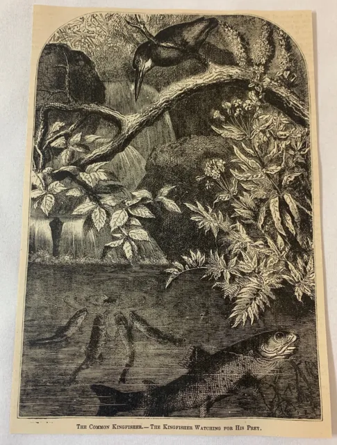 1879 Zeitschrift Gravur ~ Der Eisvogel Watching Seinem Prey