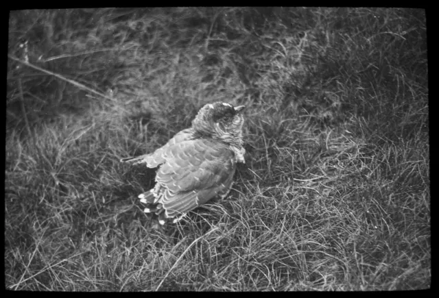 Magic Lantern Slide A YOUNG CUCKOO NO2 C1920 PHOTO BIRD ORNITHOLOGY