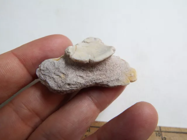 56ct Lightining ridge Large Clam shell fossil opal specimen