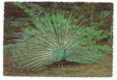 Tuxedo NY Postcard Sterling Forest Gardens Peacock Bird