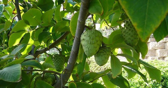 Vietnamese Cherimoya Tropical Fruit Trees