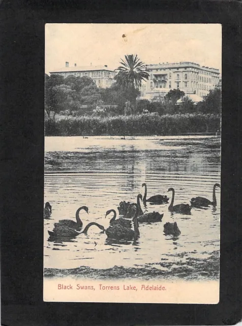 B0505 Australia SA Adelaide River Torrrens Black Swans vintage postcard