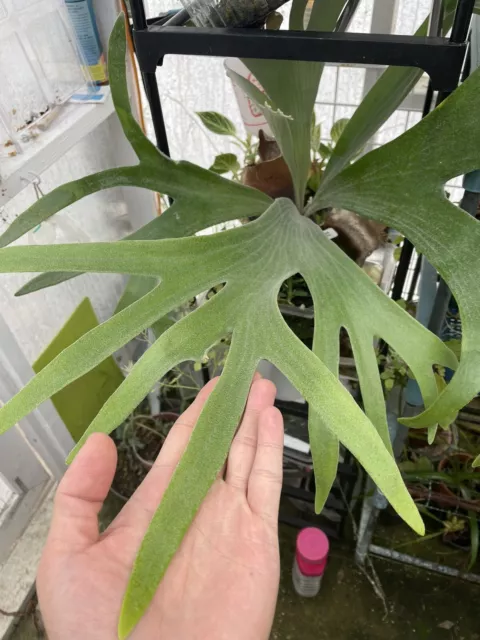 Platycerium Staghorn Fern Hillii. Giant..Spores