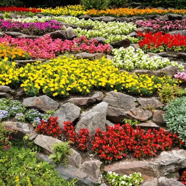 ROCKERY Garden mix 200+ seeds 25 varieties spring summer flower cottage garden