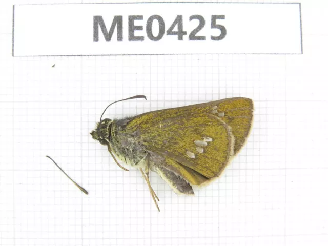 Butterfly. Thymelicus sp. Jilin, Baishan, Fusong county. 1M. ME0425.