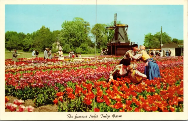 Famous Nelis Tulip Farms Holland Michigan MI c1955 Unposted Postcard