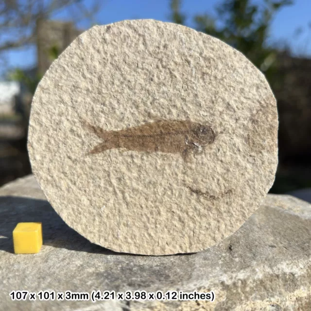 Echtes Fischfossil (Knightia) im Matrix-Eozän echtes Exemplar USA