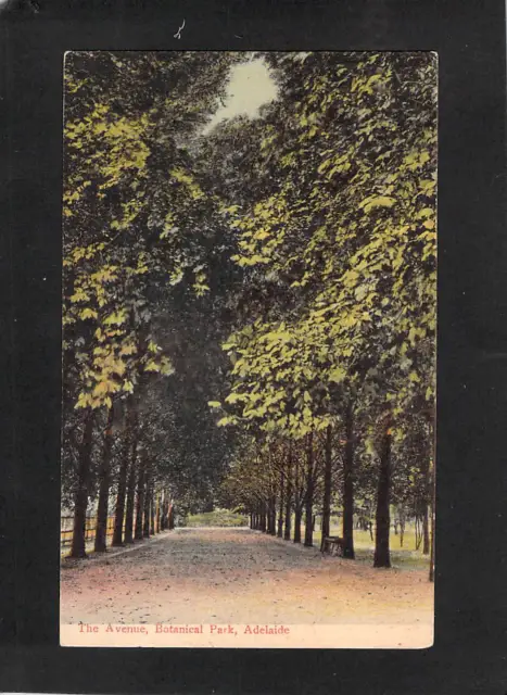 A5499 Australia SA Adelaide Botanic Park pu1907 vintage postcard