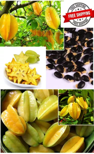 Star Fruit Averrhoa carambola 20+ Seeds Heirloom ExoticTropical Ceylon free Ship