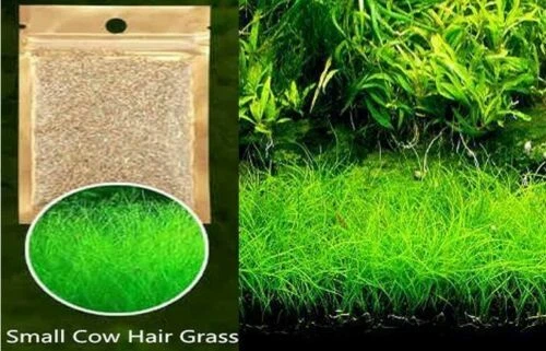 Aquarium Grass Seeds (Small Cow Hair Grass) Aquarium plant USA