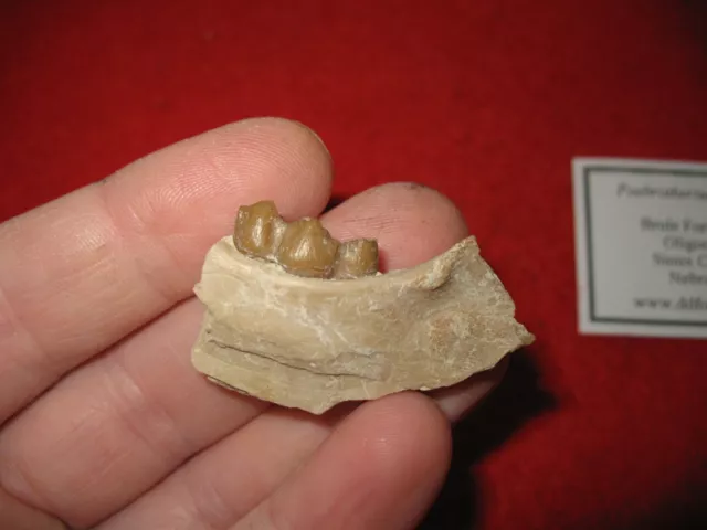 Oligocene Brule White River Poebrotherium early camel fossil tooth in jaw #2 3