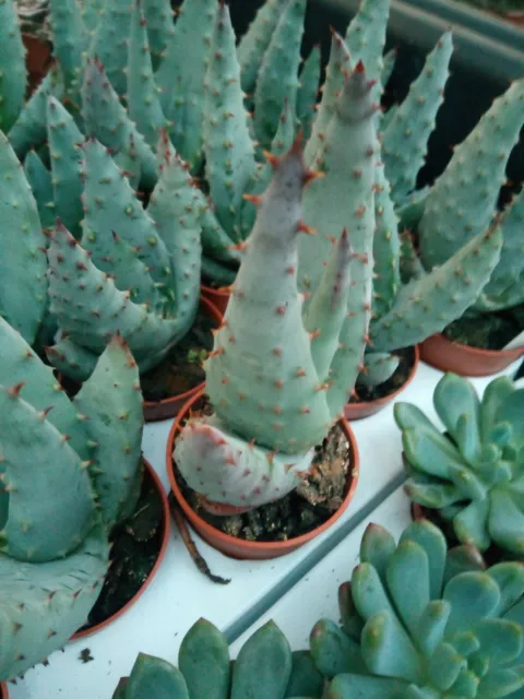 Aloe tipo FEROX SIN IDENTIFICAR 5-8 cms aprox preciosas Planta joven Suculenta