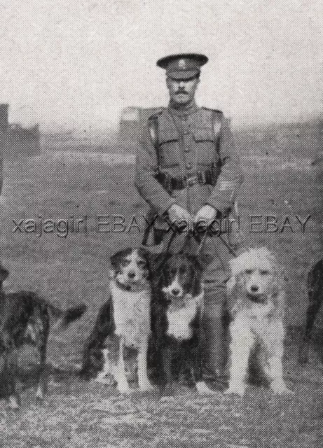 DOG WAR Dogs & Handlers, Border Collies Airedale Otterhound, Rare Antique Print 2