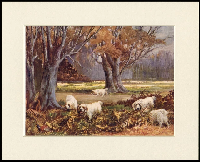 Clumber Spaniel Dogs At Work Lovely Dog Art Print Mounted Ready To Frame