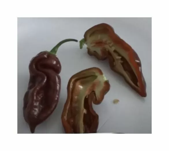 10x Chili Chocolat Piment Bhut Jolokia Heirloom Jardin Plantes - Graines B899