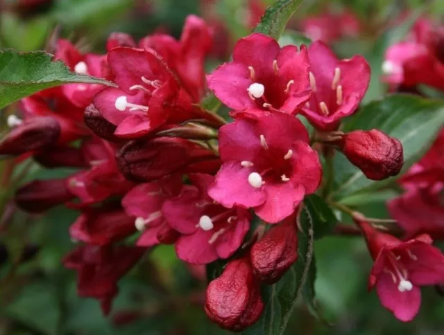 Weigela florida “Eva Rathke” x 1 small plant. Gorgeous deciduous  shrub.