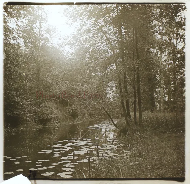 Fôret Paysage Artistque Photo Stereo Plaque de verre VR11t  