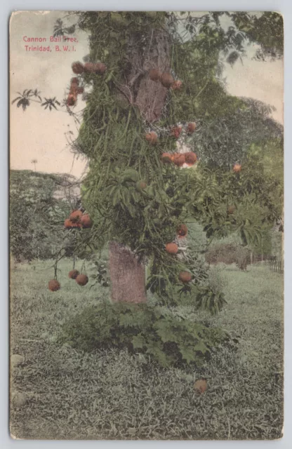 Postcard Trinidad Cannon Ball Tree, Publ. Waterman Unposted (872)