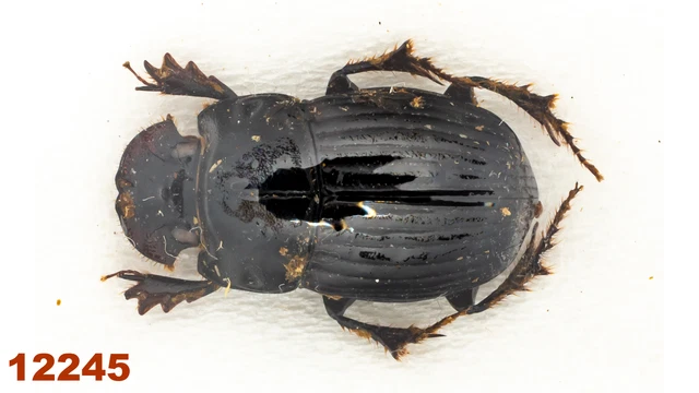 Scarabaeidae: Copris sp.   A1, 14 mm, 1 pc