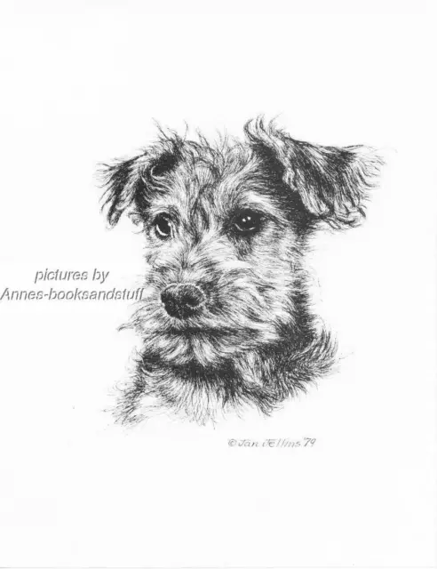 #237 WELSH TERRIER PUP dog portrait art print * Pen & ink drawing by Jan Jellins