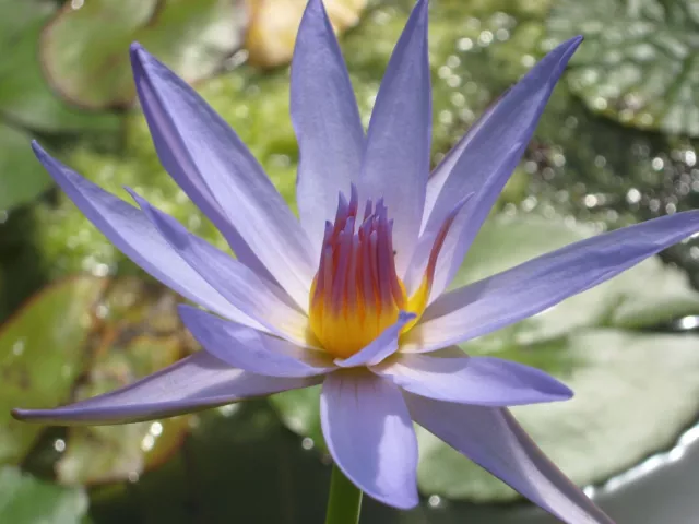 Blaue Seerose / Blauer Lotus vom Nil (Nymphaea caerulea)  20 Samen