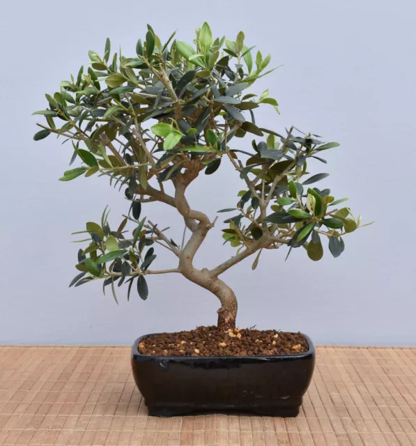 Bonsai Mediterran, Olive (Olea europaea) 24047 | Bonsai-Müller