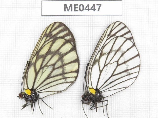Aporia largeteaui largeteaui. Shaanxi, Xi'an, Mt.Cuihuashan. 1P. ME0447.