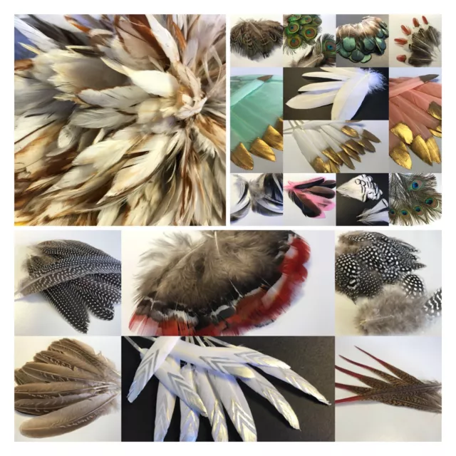 40 Types Natural Feathers Peacock Rooster Goose Guinea Duck Pheasant DIY Craft 2