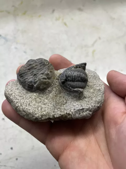 2  Trilobiten auf Matrix aus Marokko