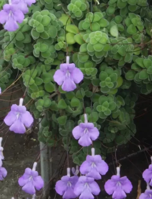 Streptocarpus Saxorum Rooted Cuttings (Rare)