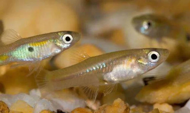 5 Live Guppy Aquarium Feeder Fish