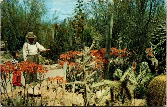 Desert Botanical Garden Between Tempe and Phoenix AZ Vintage Postcard Cactus